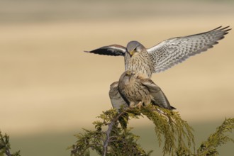 Common Kestrel (Falco tinnunculus) pair mating, Saxony, Germany, Europe