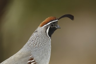 Gambel's Quail (Callipepla gambelii) male, Arizona, USA, North America