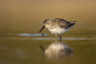 Dunlin (Calidris alpina) foraging, North Rhine-Westphalia, Germany, Europe