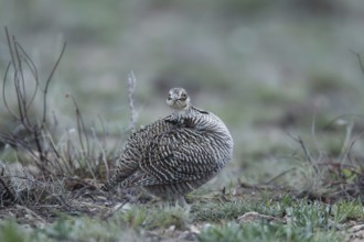 Lesser Prairie Chicken (Tympanuchus pallidicinctus) female, New Mexico, USA, North America