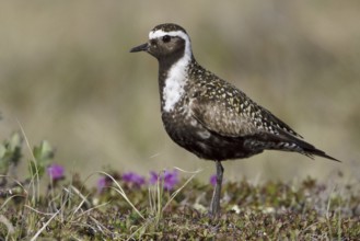 American Golden Plover (Pluvialis dominica) male, Manitoba, Canada, North America
