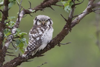 Northern Hawk-Owl (Surnia ulula), Varanger, Norway, Europe