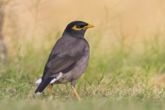 Common Myna - Hirtenmaina - Acridotheres tristis, Oman, Asia