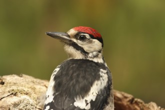 Great Spotted Woodpecker (Dendrocopos major) juvenile, Lower Saxony, Germany, Europe