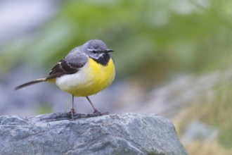 Grey Wagtail - Gebirgsstelze - Motacilla cinerea ssp. cinerea, Kazakhstan, adult male, Asia