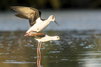 Black-winged Stilt (Himantopus himantopus) pair mating, Camargue, France, Europe