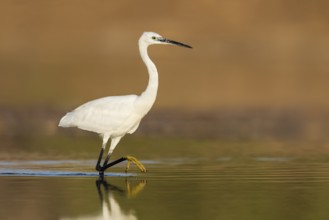 Little Egret (Egretta garzetta) foraging, Eilat, Israel, Asia