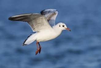 Black-headed Gull (Chroicocephalus ridibundus) flying, Eilat, Israel, Asia