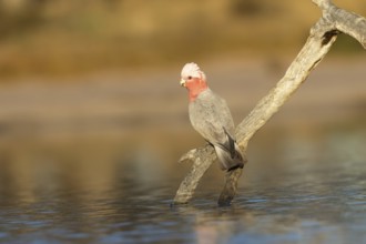 Galah (Eolophus roseicapilla) female at a waterhole, Victoria, Australia, Oceania
