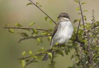 Red-backed Shrike (Lanius collurio) female, Mecklenburg-Western Pomerania, Germany, Europe