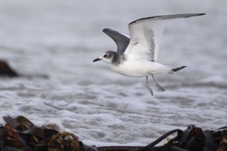Schwalbenmöwe; lat. Xema sabini; im Flug über dem Spülsaum der Düne von Helgoland; Seitenansicht