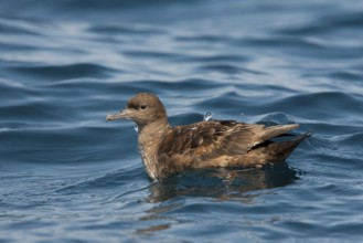Sooty Shearwater Puffinus griseus San Diego, California, United States 14 September Adult