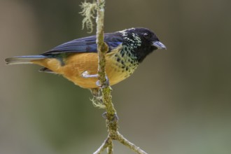 Spangled-cheeked Tanager (Tangara dowii) perched on a branch in Costa Rica