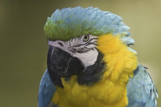 Blue-and-yellow Macaw (Ara ararauna), Arizona, USA, North America