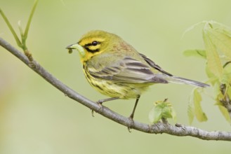 Prairie Warbler (Setophaga discolor) male, Ontario, Canada, North America