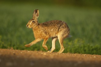 European brown hare (Lepus europaeus) adult animal running in a farmland field, England, United