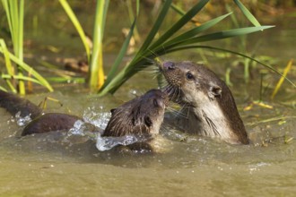 Two otters interacting lively in the water near reeds, European otter (Lutra lutra), Germany,