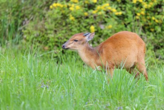 A male Red Forest Duiker (Cephalophus natalensis) stands in a green meadow, eating grass and herbs