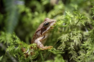 Grass frog (Rana temporaria) in moss, close-up, Tyrol, Austria, Europe