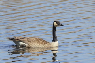 Canada goose (Branta canadensis) swimming in water, Wildlife, Birds, Geese, Waghäusel,