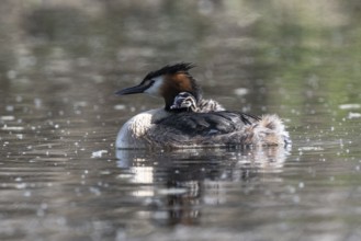 Great Crested Grebe (Podiceps Scalloped ribbonfish) with juveniles, Emsland, Lower Saxony, Germany,