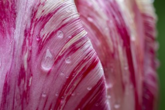 Detail, pink-red-white flower, tulip (Tulipa), pearly water droplets