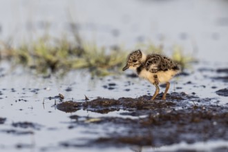Young lapwing (Vanellus vanellus), Lower Saxony, Germany, Europe