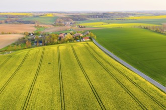 View of Ickowitz and Piskowitz in the Lommatzscher Pflege, aerial view with rape fields in bloom,