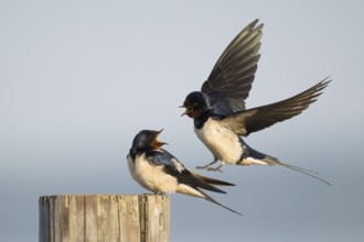 Male barn swallow (Hirundo rustica) approaching the female for mating, Hesse, Germany, Europe