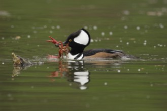 Male Hooded Merganser (Lophodytes cucullatus) with freshwater crawfish