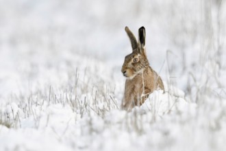 European Hare (Lepus europaeus) adult in snowy meadow, North Rhine-Westphalia, Germany, Europe