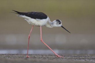 Black-winged Stilt (Himantopus himantopus) female foraging, North Rhine-Westphalia, Germany, Europe