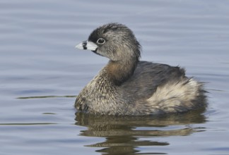 Pied-billed Grebe (Podilymbus podiceps), Texas, USA, North America