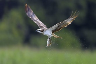 Western osprey (Pandion haliaetus) catching fish in its talons from water surface of lake in summer