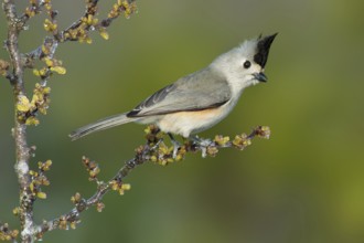 Black-crested Titmouse (Baeolophus atricristatus), Texas, USA, North America