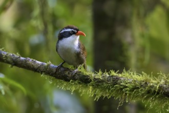 Coral-billed Scimitar Babbler (Pomatorhinus ferruginosus) perched on a branch, Ngoc Linh, Vietnam,
