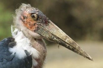 Marabou Stork (Leptoptilos crumenifer), Uganda, Africa