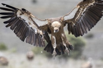 Griffon Vulture (Gyps fulvus) landing, Castile and Leon, Spain, Europe