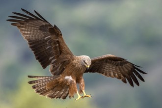 Black Kite (Milvus migrans) landing, Madrid, Spain, Europe