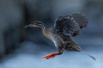 African Finfoot (Podica senegalensis) female flying, Mpumalanga, South Africa, Africa