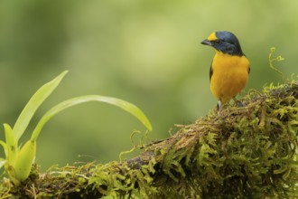 Schwalbenorganist, Yellow-throated euphonia, Euphonia hirundinacea