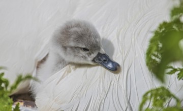Mute Swan (Cygnus olor) huddling chick, Baden-Wuerttemberg, Germany, Europe