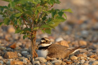 Little Ringed Plover (Charadrius dubius) on nest, Saxony-Anhalt, Germany, Europe