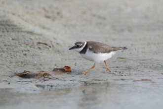 Sandregenpfeifer; lat. Charadrius hiaticula; läuft entlang einer Pfütze am Sandstrand der