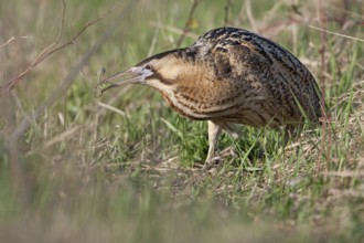 Eurasian Bittern (Botaurus stellaris) male, Nizhegorodskaya, Russia, Europe