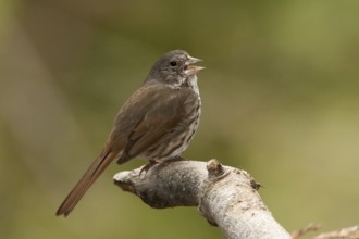 Thick-billed Fox Sparrow (Passerella megarhyncha) male singing, California, USA, North America
