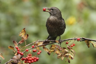 Common Blackbird (Turdus merula) female, Lower Saxony, Germany, Europe