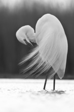 Great Egret (Ardea alba) preening, Pusztaszer, Hungary, Europe