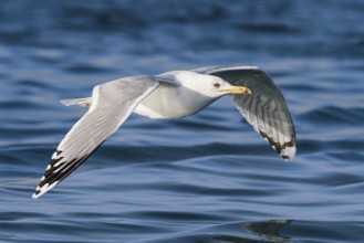 Caspian Gull (Larus cachinnans) flying, Eilat, Israel, Asia