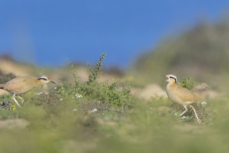 Cream-colored Courser (Cursorius cursor) perched on the ground, Fuerteventura, Spain, Europe